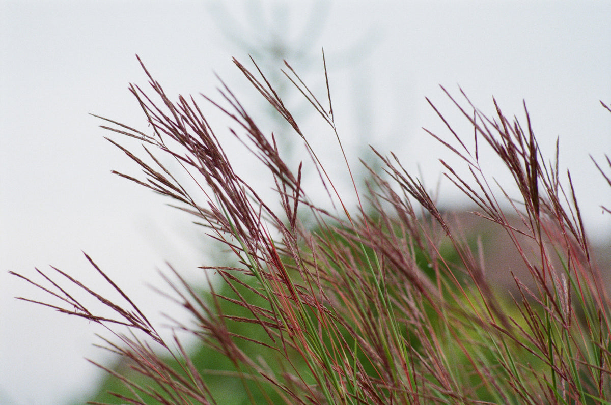 Miscanthus sinensis 'Morning Light' - Prachtriet