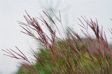 Miscanthus sinensis 'Morning Light' - Prachtriet