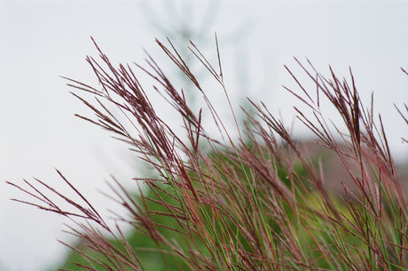 Miscanthus sinensis 'Morning Light' - Prachtriet