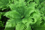 Matteuccia struthiopteris - Struisvaren