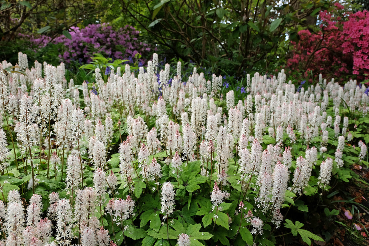 Tiarella wherryi
