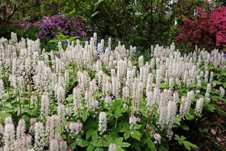 Tiarella wherryi