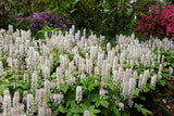 Tiarella cordifolia