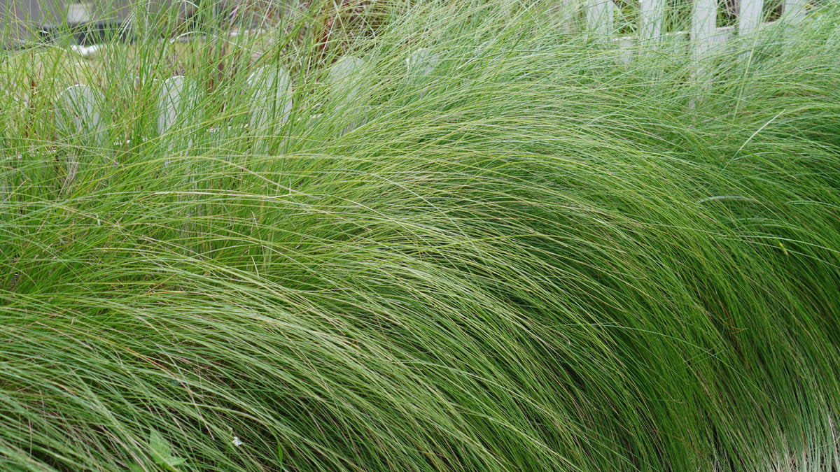 Sporobolus heterolepis - Prairiedropzaad