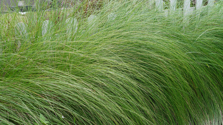 Sporobolus heterolepis - Prairiedropzaad