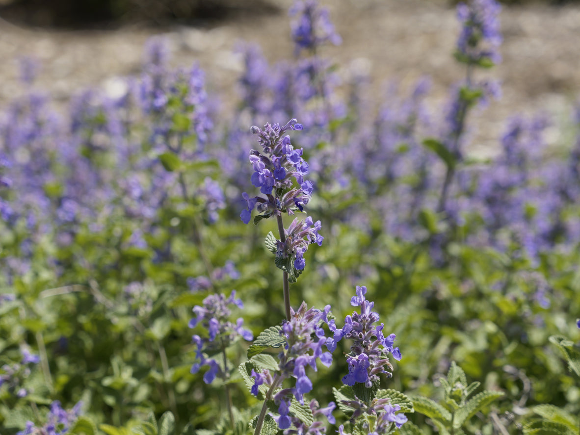Nepeta 'Six Hills Giant' - Kattenkruid