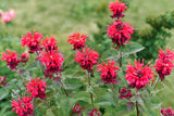 Monarda 'Cambridge Scarlet - Bergamot
