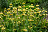 Phlomis russeliana - Brandkruid