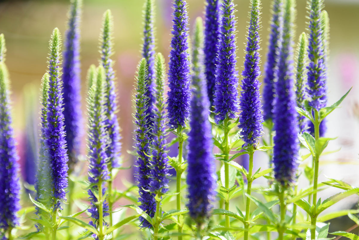 Veronica spic. 'Ulster Dwarf Blue - Ereprijs