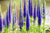 Veronica spic. 'Ulster Dwarf Blue - Ereprijs