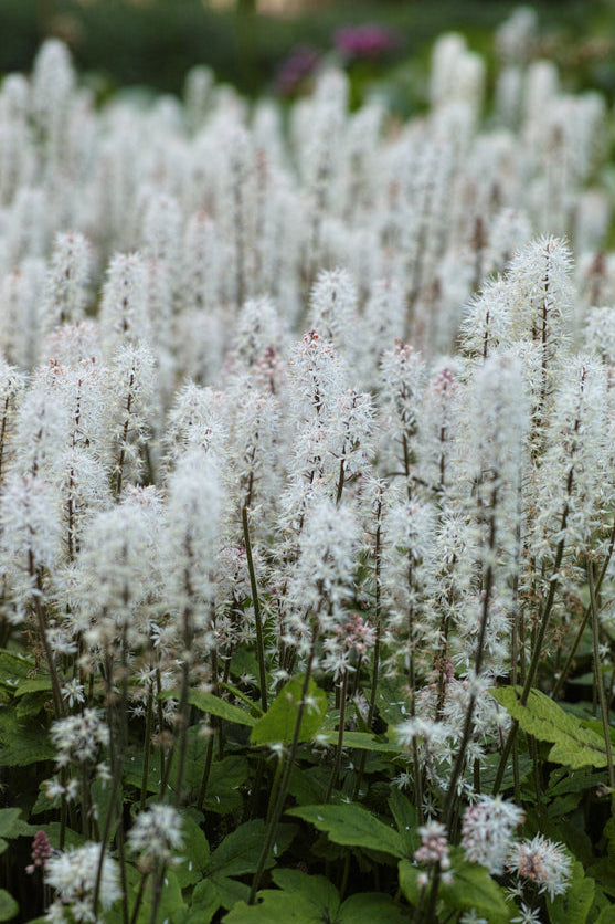 Tiarella cordifolia