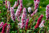 Persicaria aff. 'Darjeeling Red' - Duizendknoop