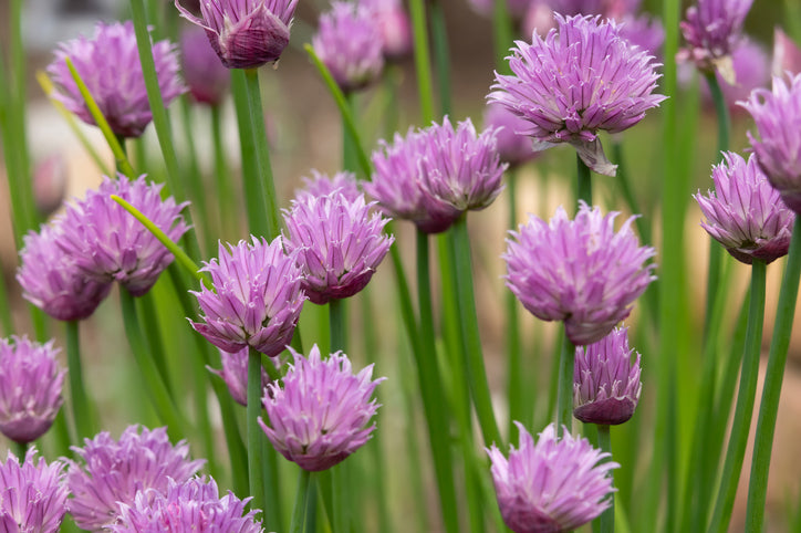 Allium schoenoprasum - Knoflookbies