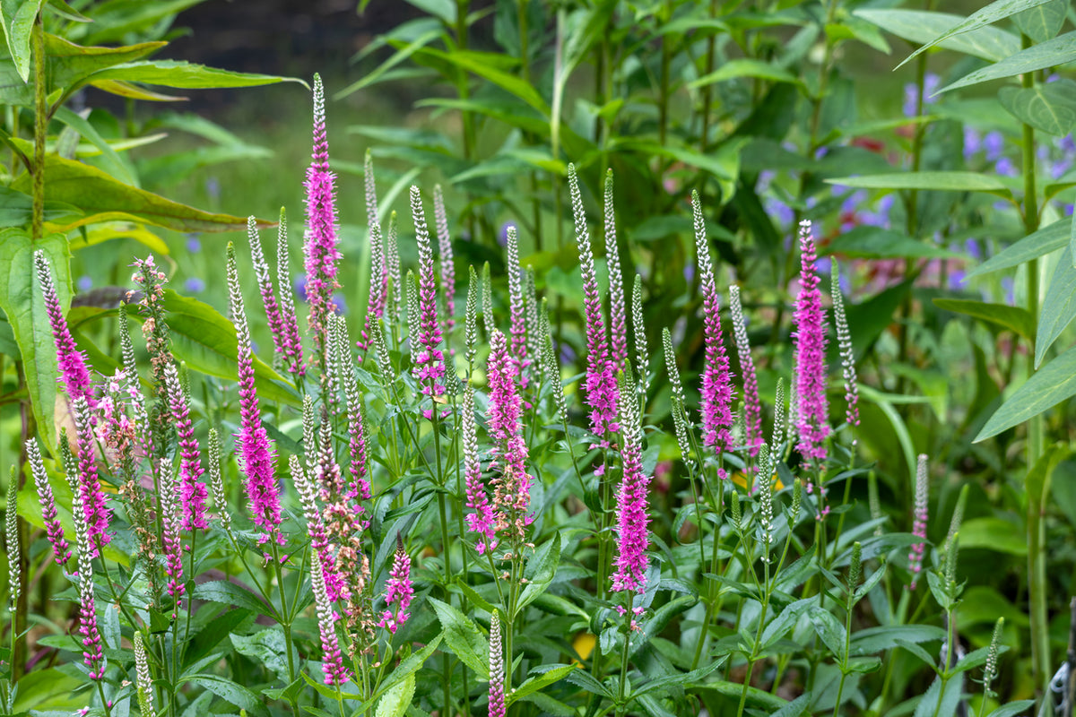 Veronica spicata 'Heidekind - Ereprijs
