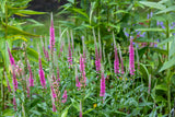 Veronica spicata 'Heidekind - Ereprijs