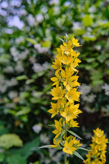 Lysimachia punctata - Puntwederik