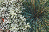 Festuca glauca Elijah Blue - Blauwschaprengras