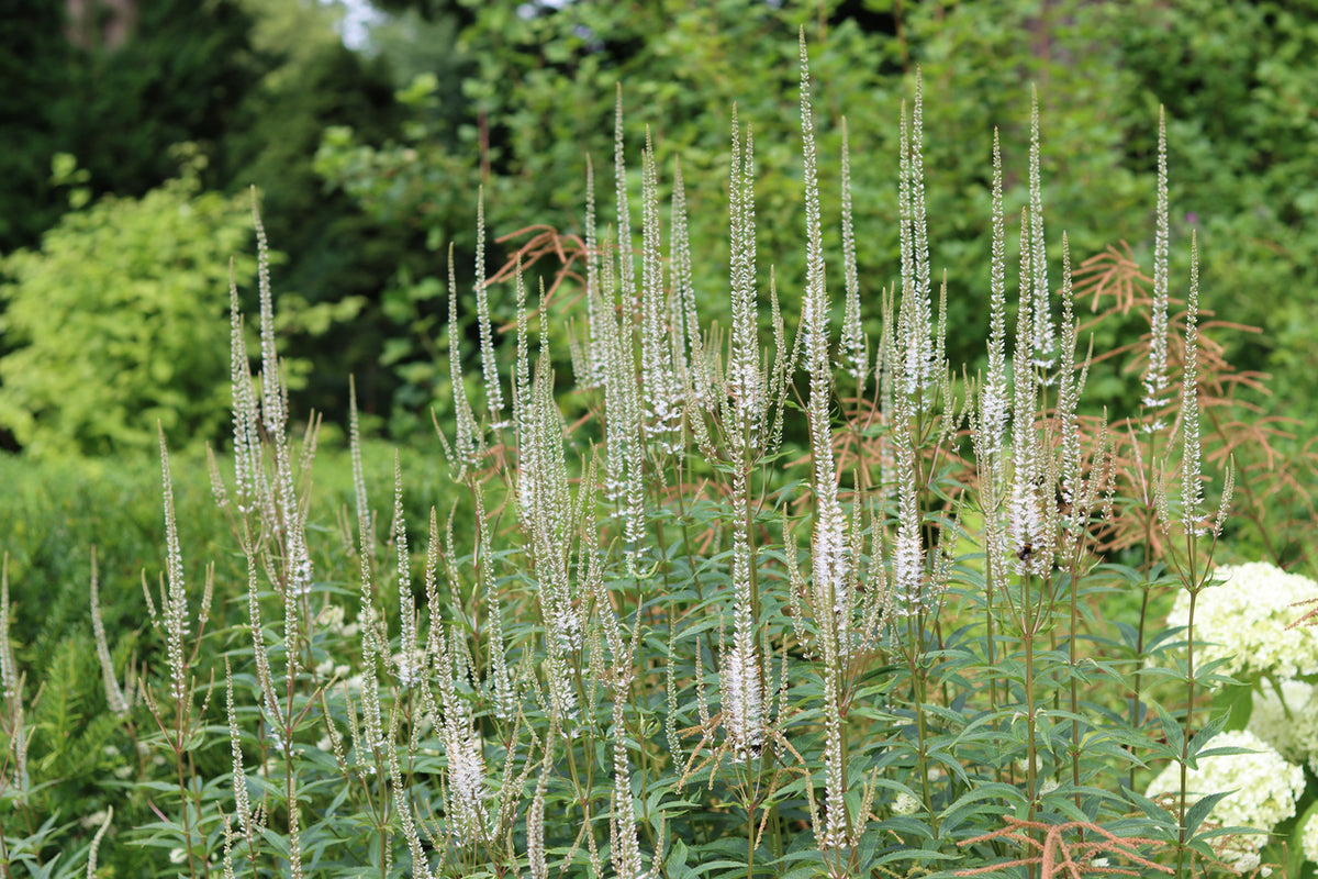 Veronicastrum virg. 'Album' - Ereprijs