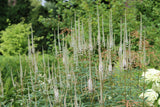 Veronicastrum virg. 'Album' - Ereprijs