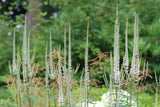 Veronicastrum virg. 'Album' - Ereprijs