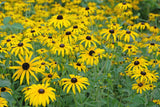 Rudbeckia fulgida 'Goldsturm'