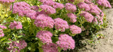 Sedum spectabile 'Brillant' - Vetkruid