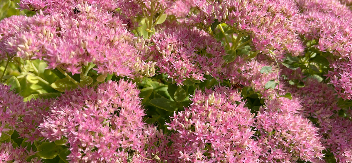 Sedum spectabile 'Brillant' - Vetkruid