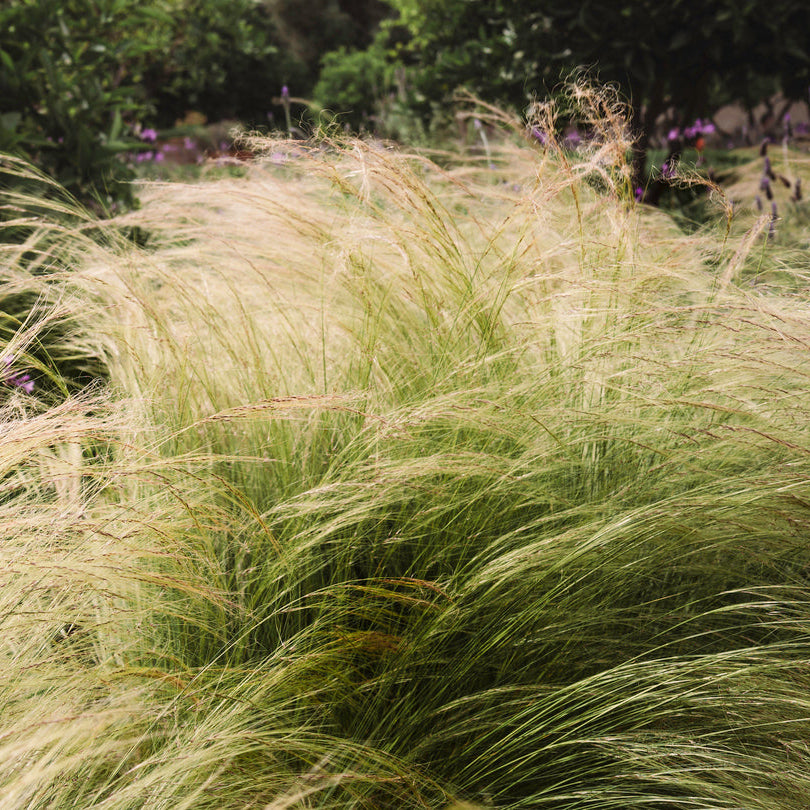 Stipa tenuissima 'Ponytails' - Verdergras