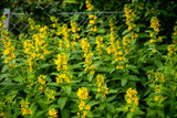 Lysimachia punctata - Puntwederik