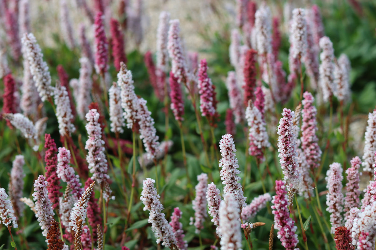 Persicaria affinis 'Kabouter - Duizendknoop