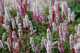 Persicaria affinis 'Kabouter - Duizendknoop