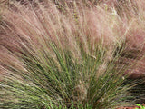 Muhlenbergia lindheimeri - Muhlenbergia