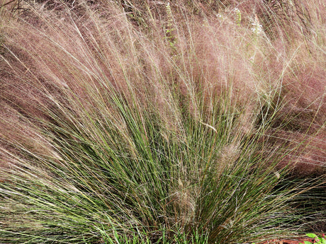 Muhlenbergia lindheimeri - Muhlenbergia
