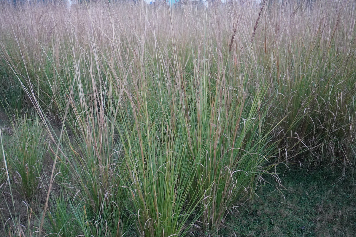 Molinia caerulea 'Heidebraut' - Pijpenstrootje