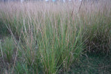 Molinia caerulea 'Heidebraut' - Pijpenstrootje