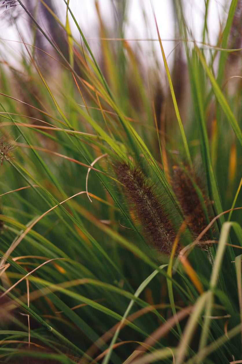 Pennisetum alopecuroides viridescens - Lampenpoetsersgras