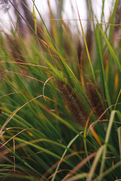 Pennisetum alopecuroides viridescens - Lampenpoetsersgras