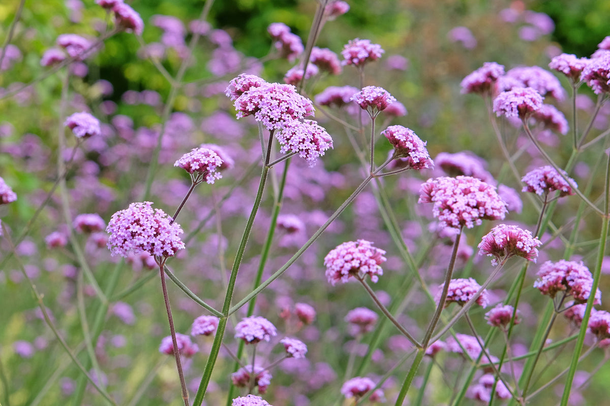 Verbena bonariensis 'Lollipop' - Ijzerhard