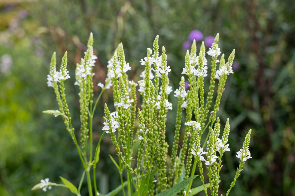 Verbena hastata 'White Spires