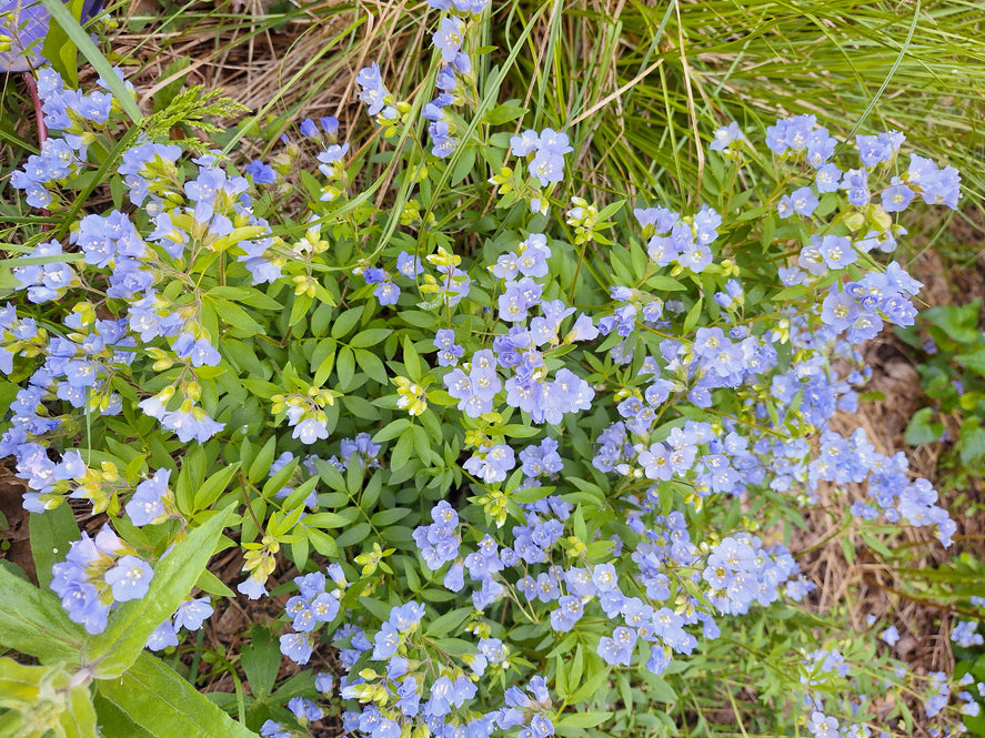 Polemonium reptans