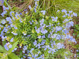 Polemonium reptans