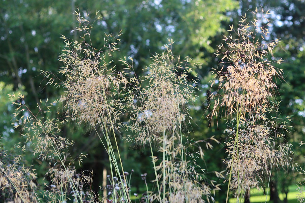 Stipa gigantea - Reuzenverdergras