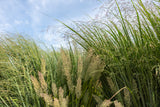 Panicum virgatum 'Northwind'