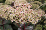 Sedum 'Matrona' - Vetkruid
