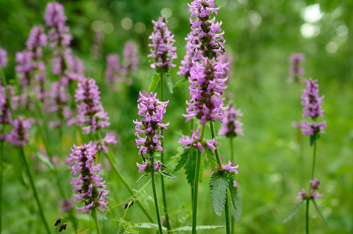 Stachys officinalis