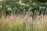 Molinia caerulea 'Heidebraut' - Pijpenstrootje