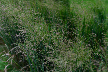 Panicum virgatum 'Heavy Metal' - Vingergras