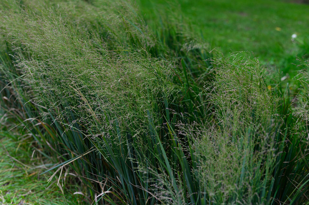 Panicum virgatum 'Northwind'