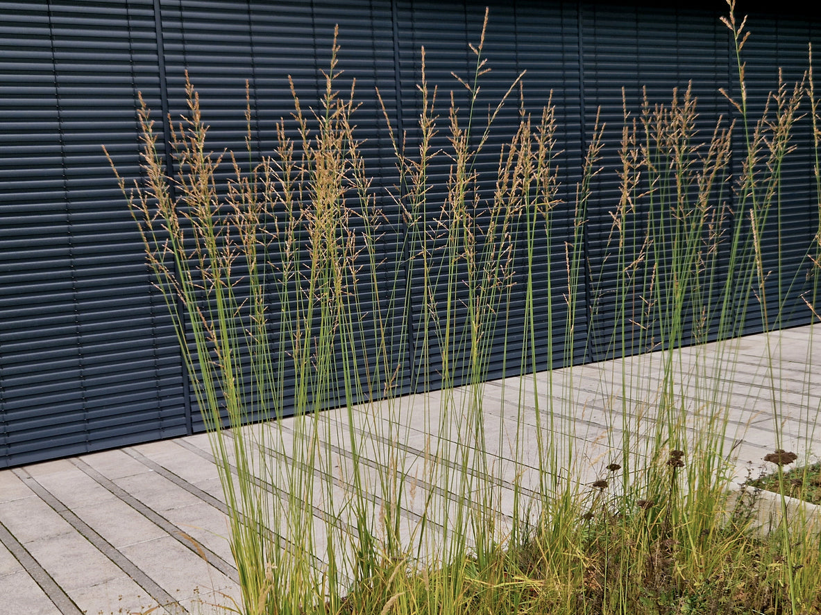 Molinia caerulea 'Moorhexe' - Pijpestrootje