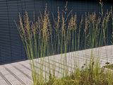 Molinia caerulea 'Moorhexe' - Pijpestrootje